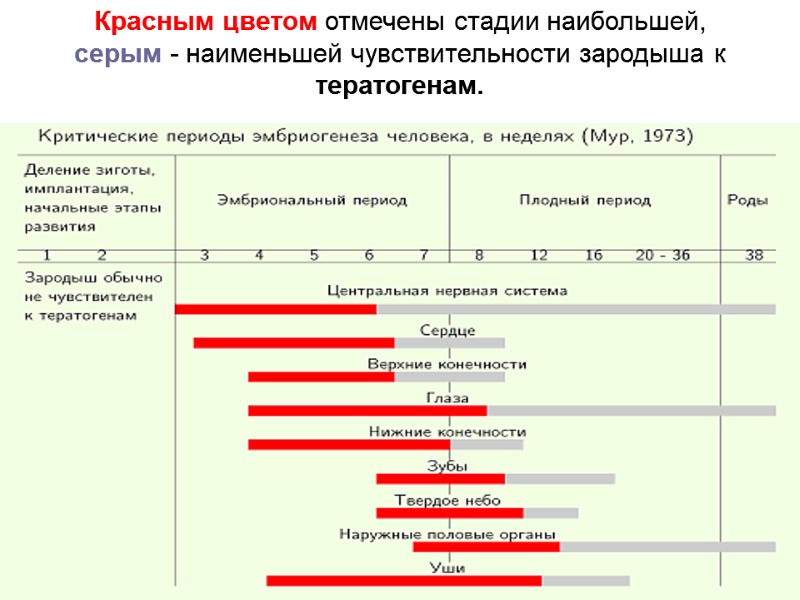 Красным цветом отмечены стадии наибольшей,  серым - наименьшей чувствительности зародыша к тератогенам.